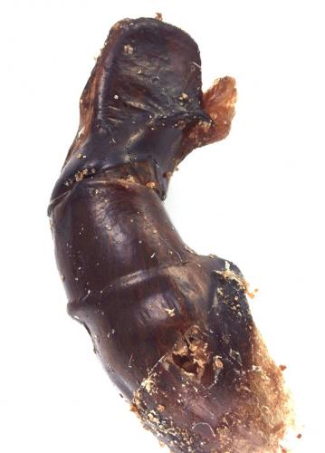Chalconotus convexus